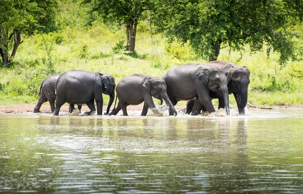 Elefantes salvajes en el agua — Foto de Stock