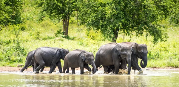Elefantes salvajes en el agua — Foto de Stock