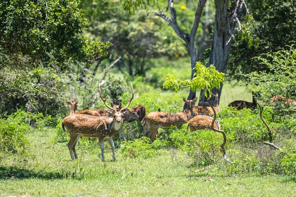 Grupo de veados no parque nacional — Fotografia de Stock