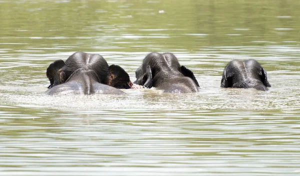 Vahşi filler su — Stok fotoğraf