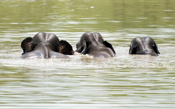 Elefantes selvagens na água — Fotografia de Stock