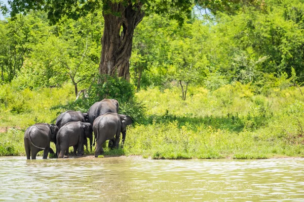 Grupo de elefantes na selva — Fotografia de Stock