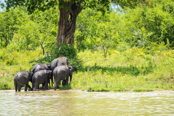 Elephant group in the jungle