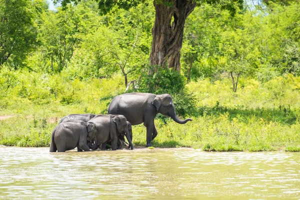 Grupo de elefantes en la selva — Foto de Stock