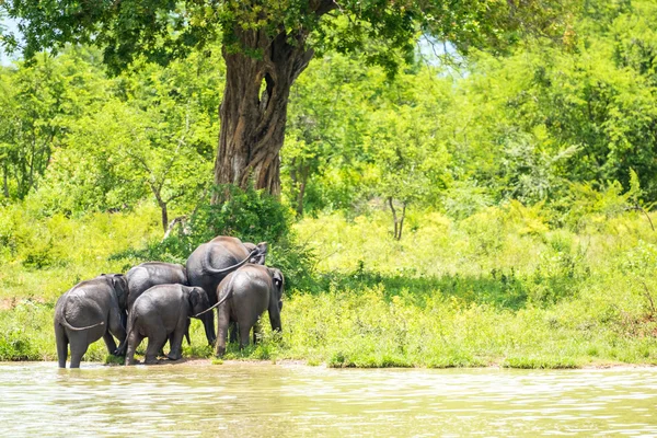 Groupe d'éléphants dans la jungle — Photo