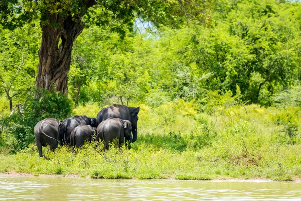 Grupo de elefantes na selva — Fotografia de Stock