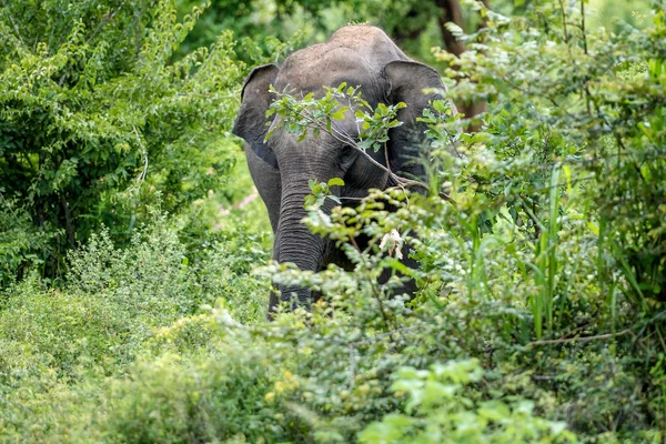 Vild elefant i djungeln — Stockfoto