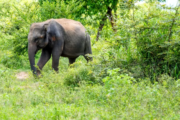 Vild elefant i djungeln — Stockfoto