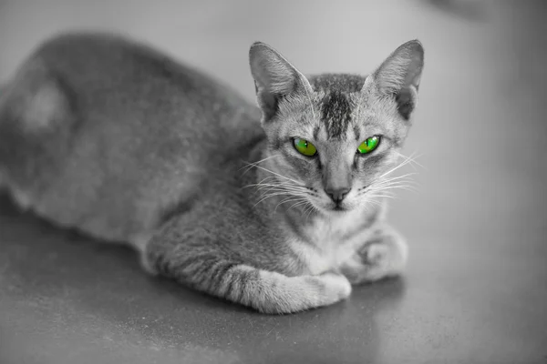 Gato con ojos verdes —  Fotos de Stock