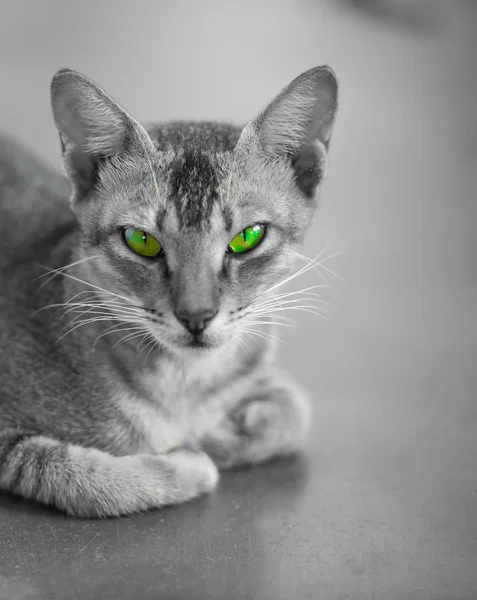 Gato con ojos verdes —  Fotos de Stock