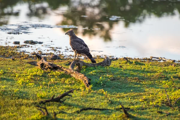 Sri lankan hawk — Stock Photo, Image