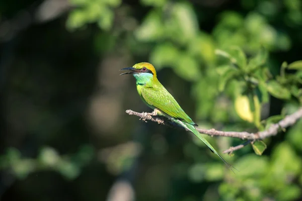 Srilankan Arı yiyen — Stok fotoğraf