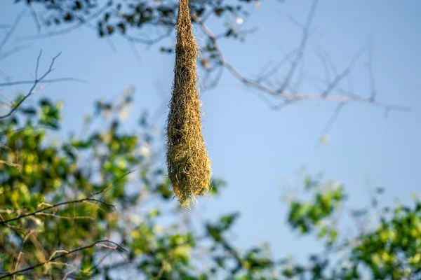 Nest hanging on tree — Stock Photo, Image