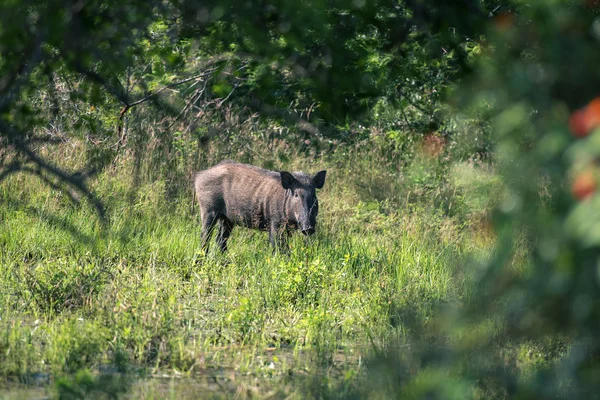 Wild boar by lake — Stock Photo, Image