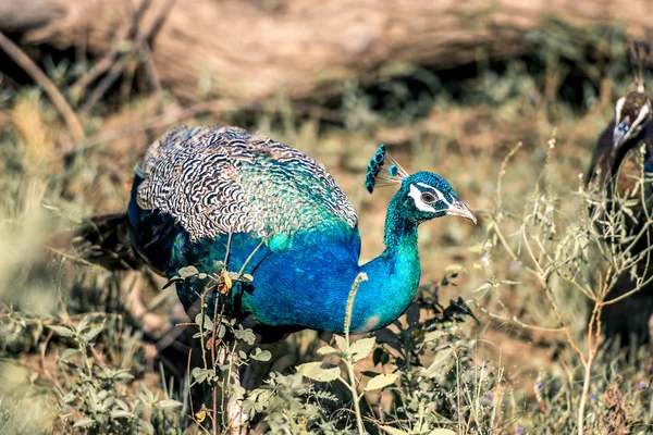 Peacock in the jungle — Stock Photo, Image