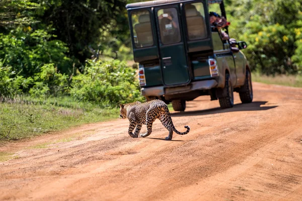Leopardo en la selva, Sri Lanka — Foto de Stock