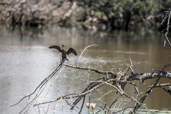 Yala National Park — Stock Photo, Image