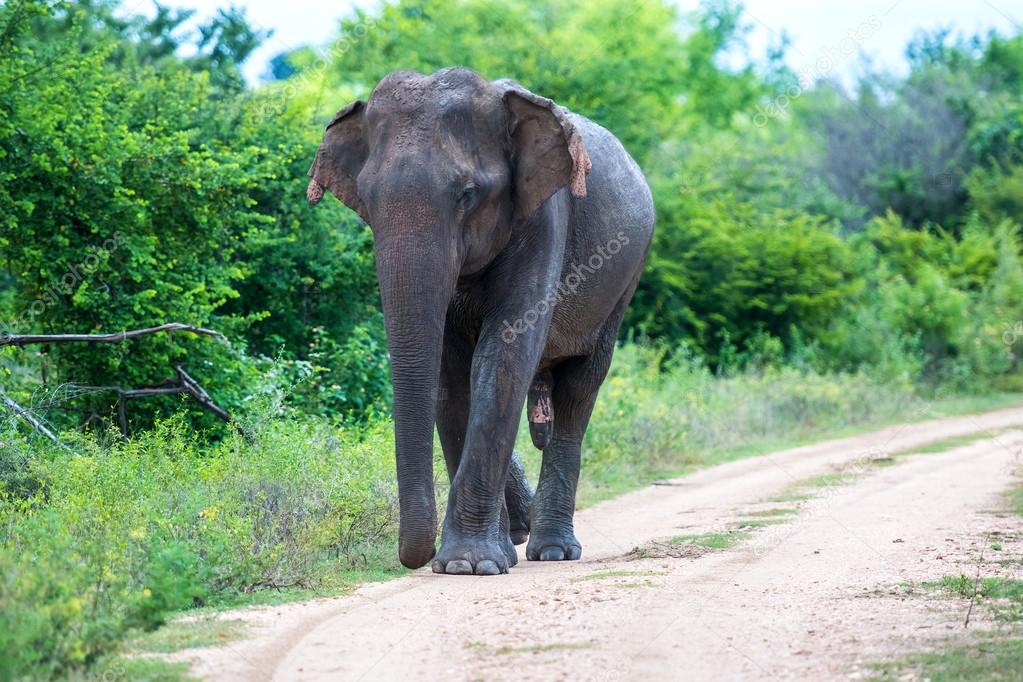 Elephant in Sri Lanka.
