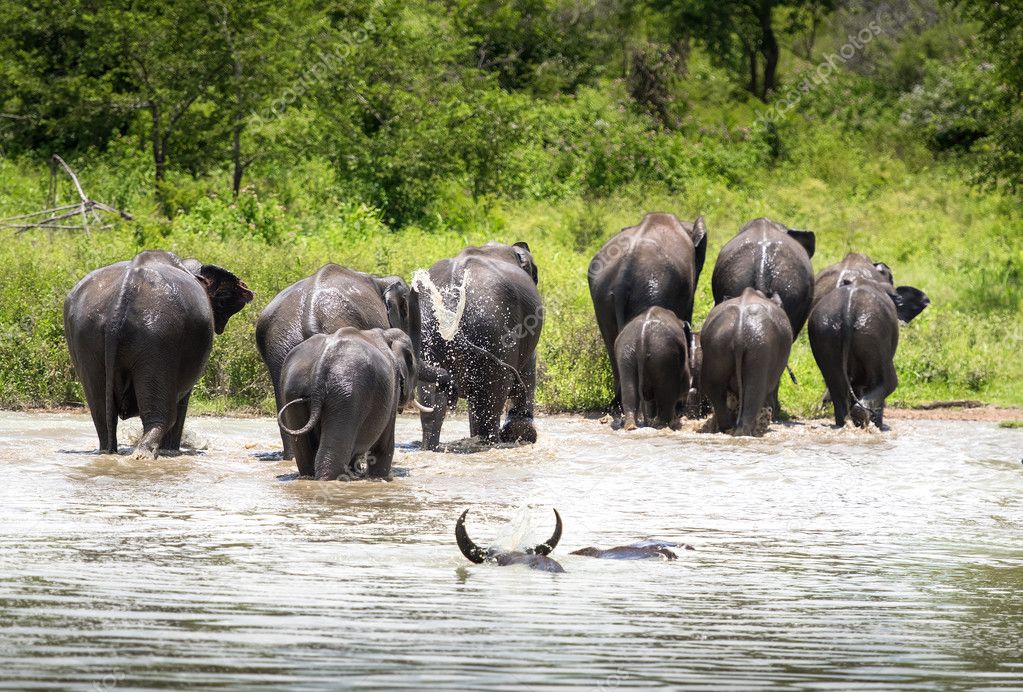 Wild Elephants  in water