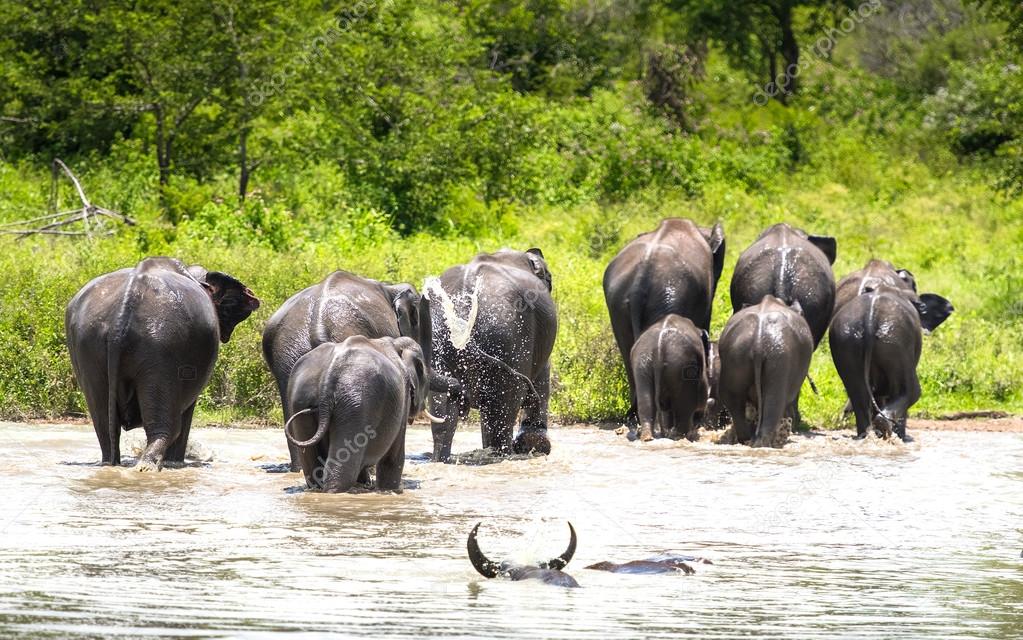 Wild Elephants  in water