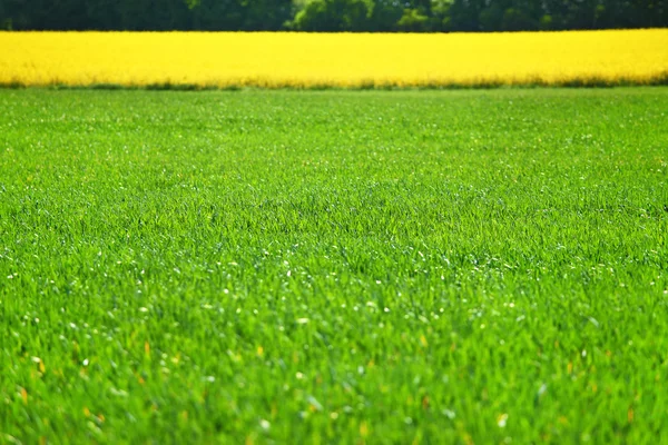 Groen grasveld — Stockfoto