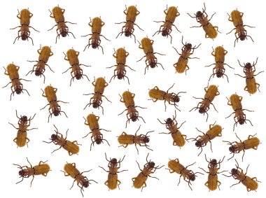 Doğa böcek arka plan