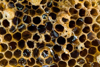 Closeup doğal arı kovanı