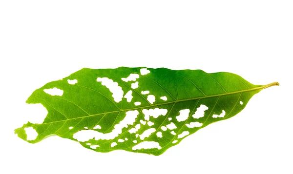 Natuur groene blad — Stockfoto
