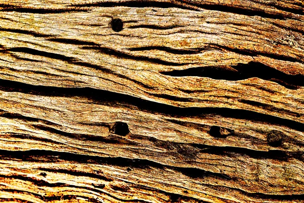 Träd textur bakgrund — Stockfoto