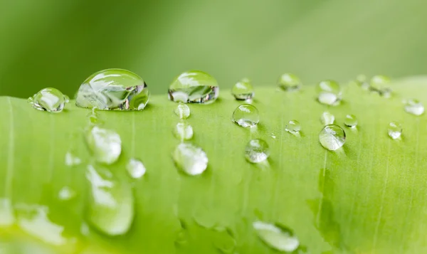 Clear water drops — Stock Photo, Image