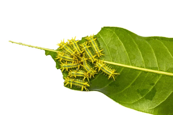 Nature  hairy caterpillar — Stock Photo, Image