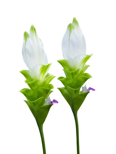 Closeup white flower — Stock Photo, Image