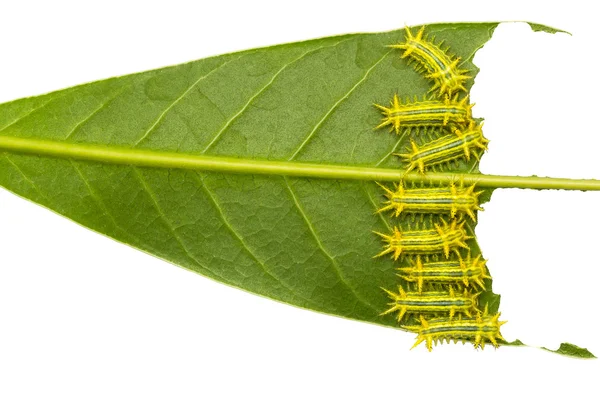 Kleine harige caterpillar — Stockfoto