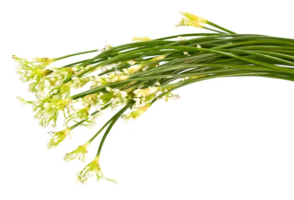 Chinese chives — Stock Photo, Image