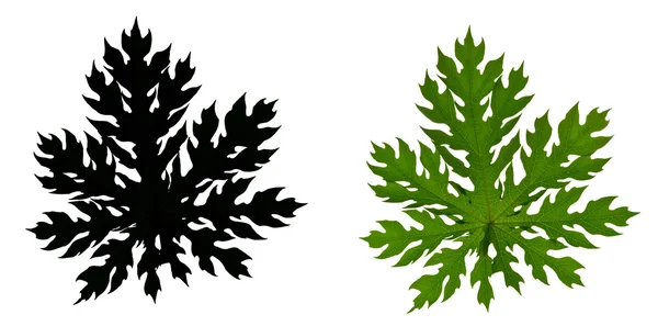 Papaya leaf Silhouette — Stock Photo, Image