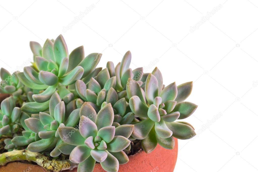 Succulent house plant