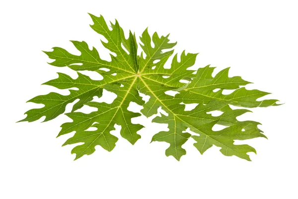 Papaya Leaf — Stock Photo, Image