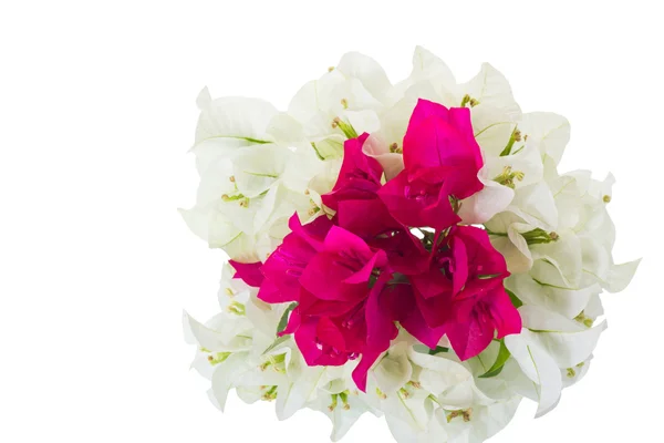 Bougainvillea — Stock Photo, Image