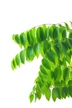 Yeşil doğal yaprakları