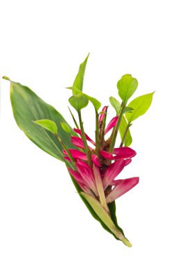 Alpinia purpurata çiçek