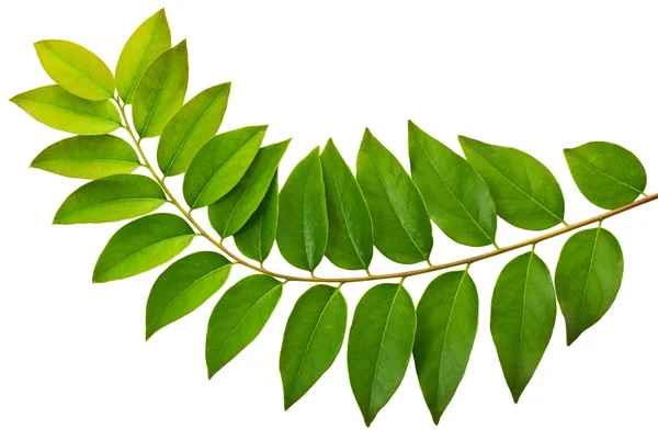 Leaf — Stock Photo, Image