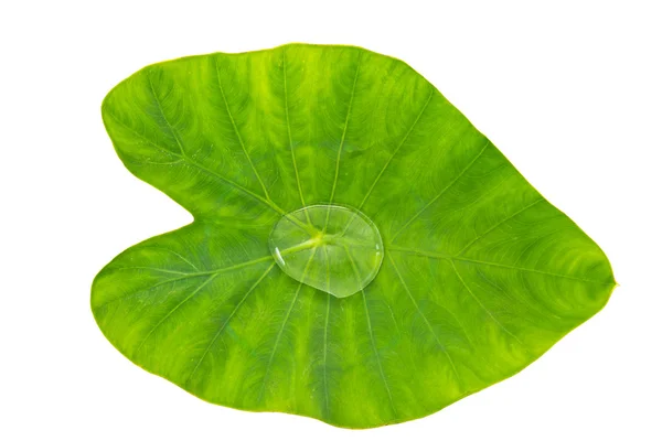 Leaf Plant — Stock Photo, Image