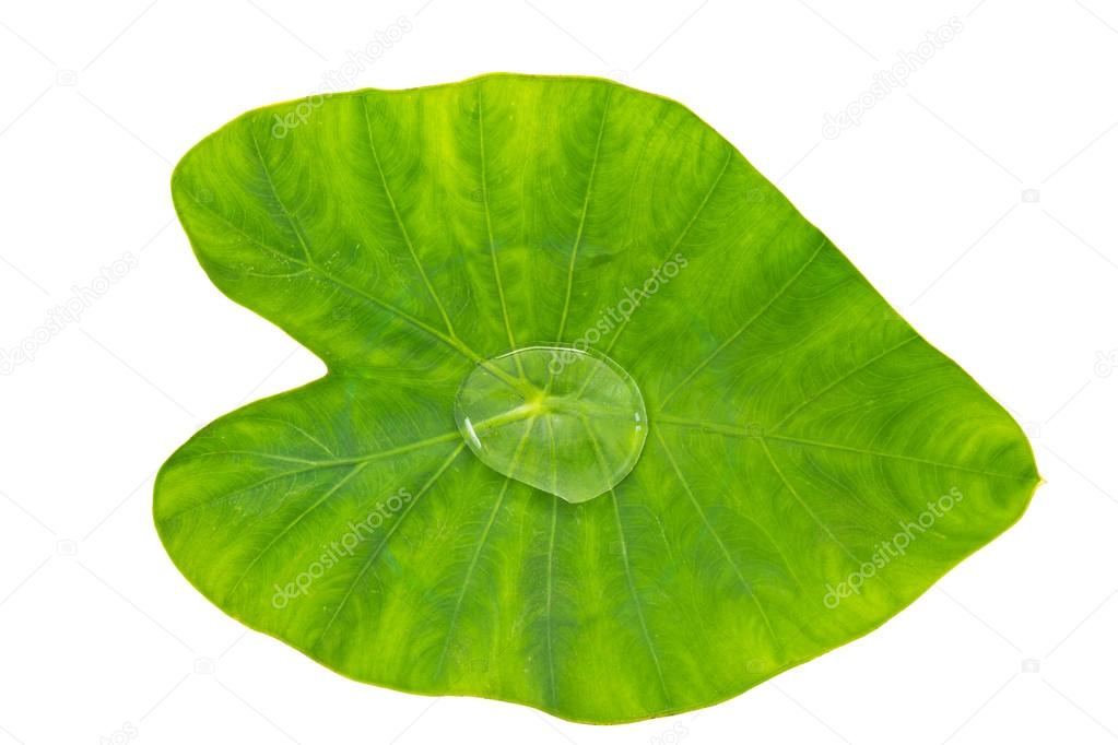Leaf Plant