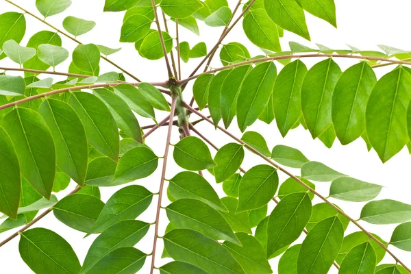 Hojas verdes de la naturaleza — Foto de Stock