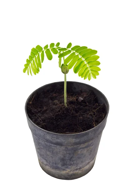 Growing Plants — Stock Photo, Image