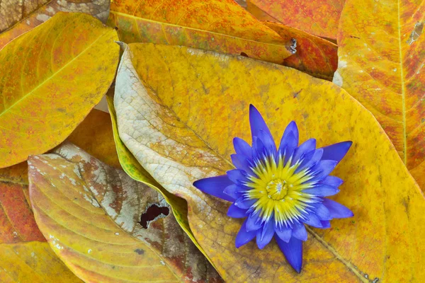 Nature Background — Stock Photo, Image