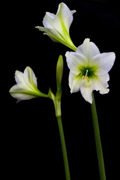 Amaryllis flowers — Stock Photo, Image