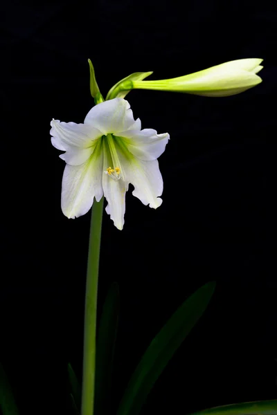 Amaryllis-Blüte — Stockfoto