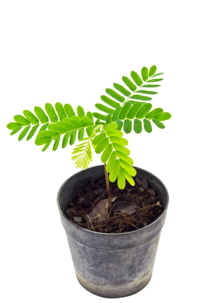 Young Plant — Stock Photo, Image