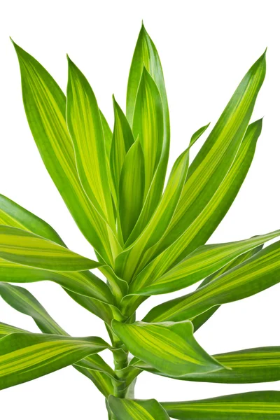 stock image 'Song of Jamaica' plant